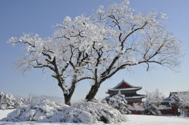 天壽陵園雪景